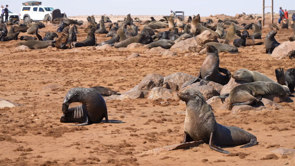 Cape Cross Seal Reserve - Best Places to Visit in Namibia