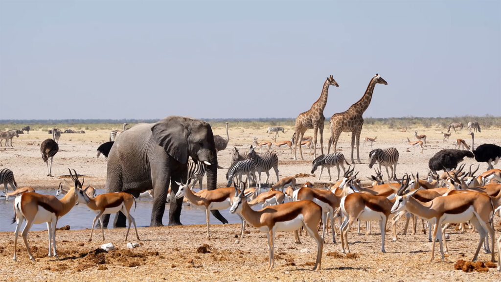 Etosha National Park - Best Places to Visit in Namibia