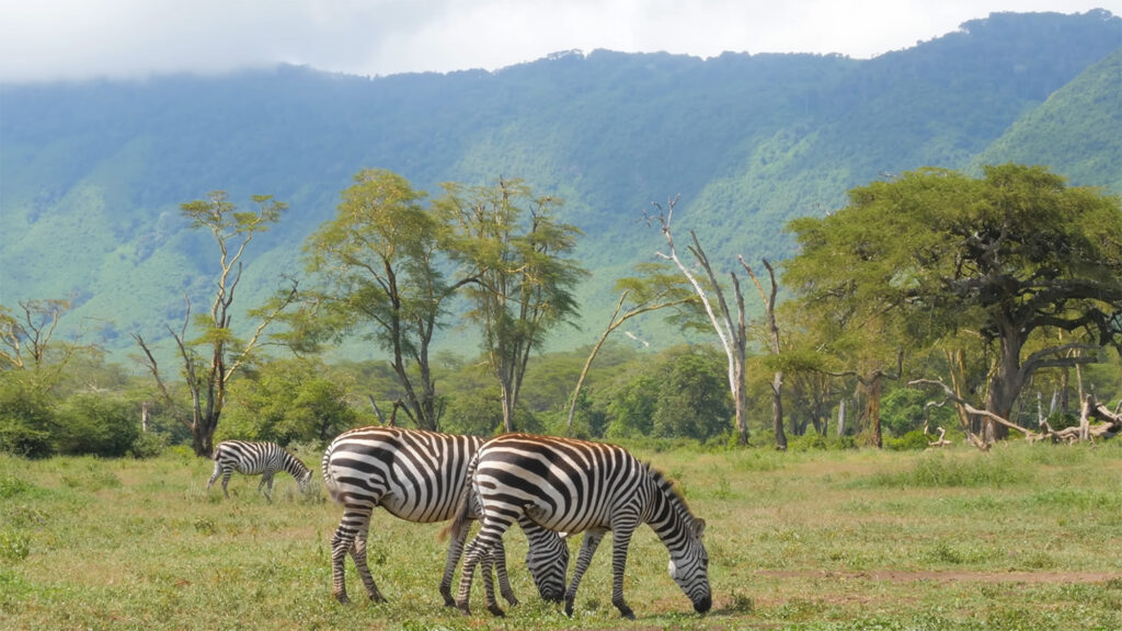 Lake Manyara - The Best Things to Do in Tanzania