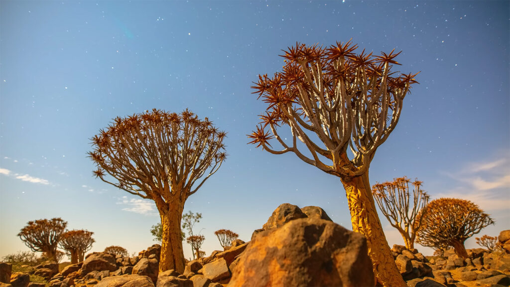 Quiver Tree Forest - Best Places to Visit in Namibia