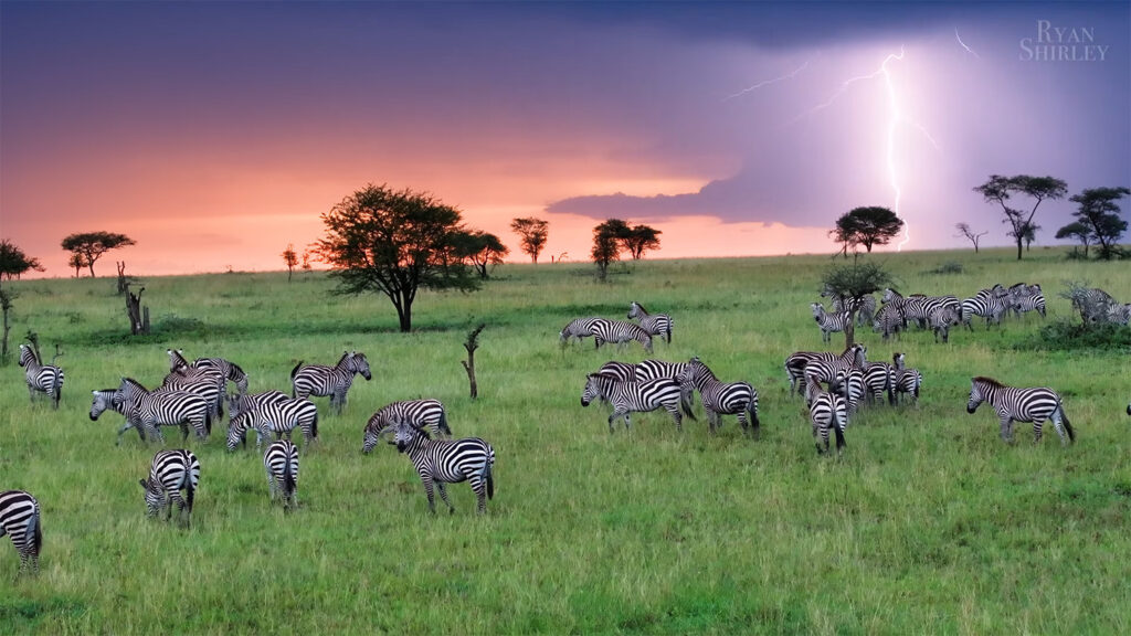 Serengeti Game Drives - The Best Things to Do in Tanzania