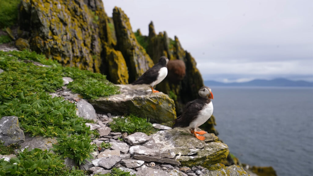 Puffins of Skellig Island - Best Places to Visit in Ireland