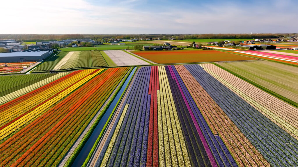 Tulip Fields - The Best Places to Visit in The Netherlands